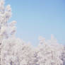 Snowy Trees Background by MDFS