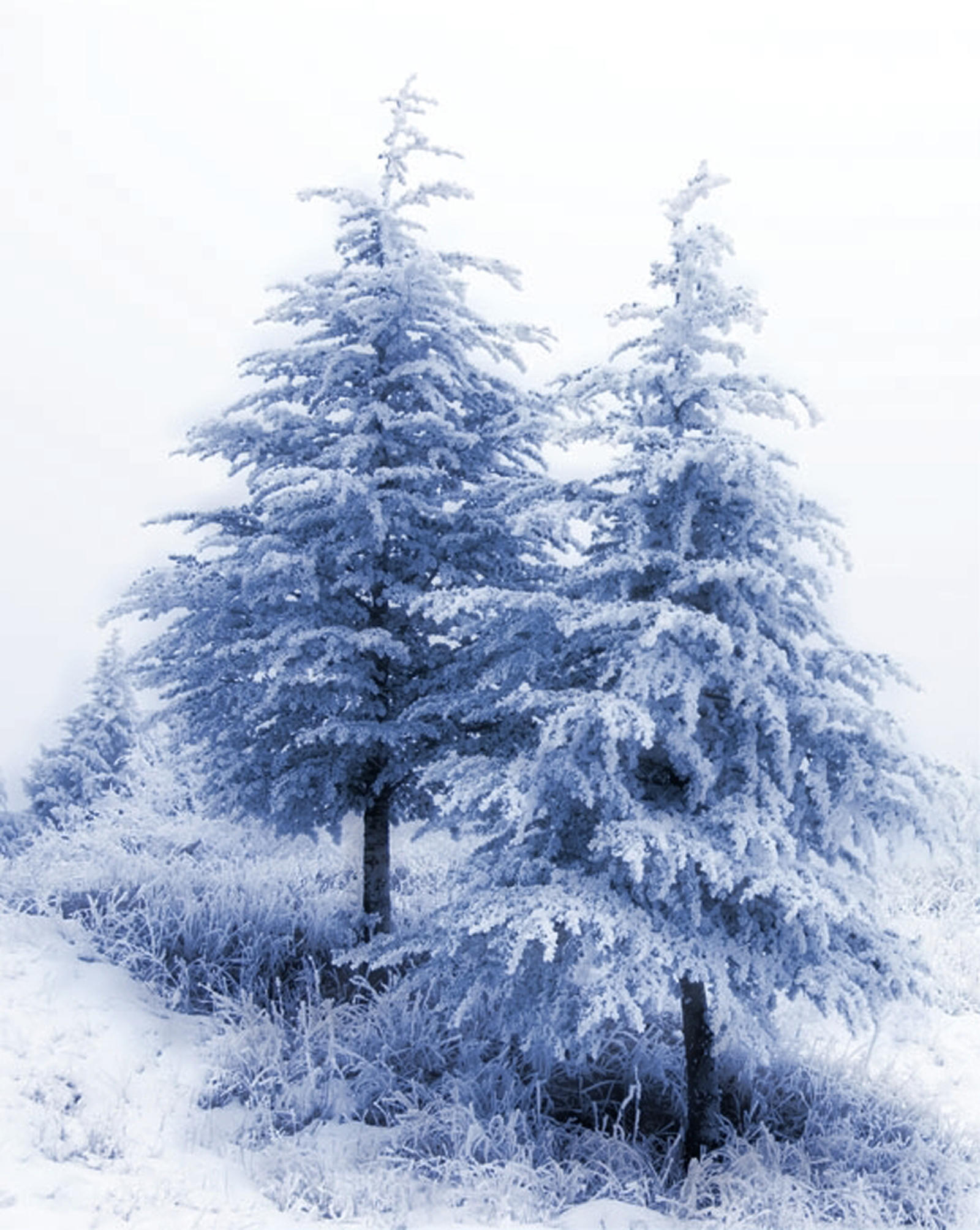 Snow Trees 3 Background