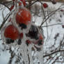 Frozen Rose Hips