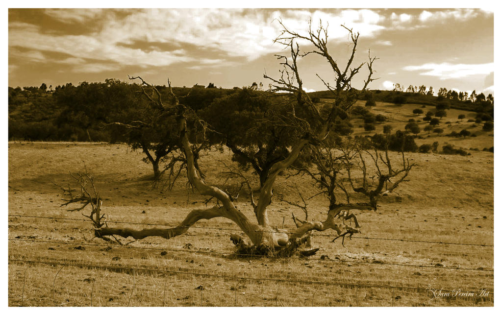 Perpetual Sepia by SaraPereiraArt