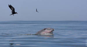 Bottlenose Dolphin and Inca Tern by ManuelAdrianzen