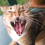My Wild cat
