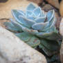 Miniture plants