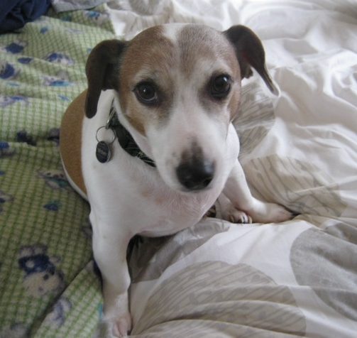 Sad looking dog....