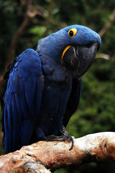 parrot - blue hyacinth macaw