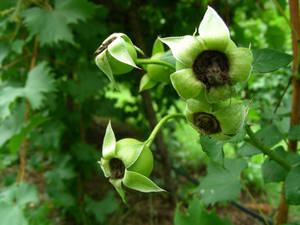 Rose hips