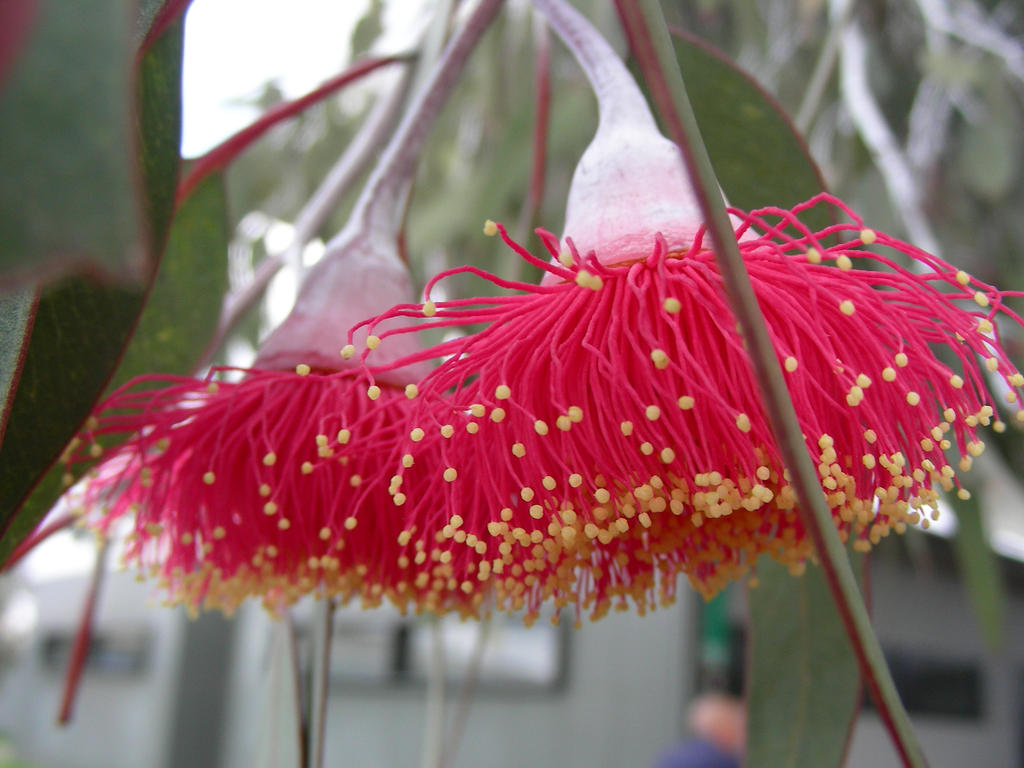 Gum blossoms