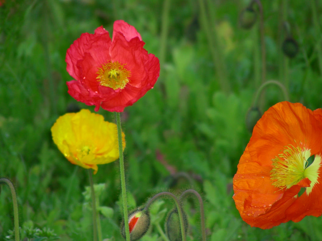 Tall poppy by DoodlebertDesigns on DeviantArt