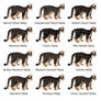 Non-Hybridized Tabby Patterns Chart - (Wild)cat