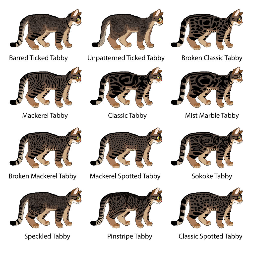 Non-Hybridized Tabby Patterns Chart - (Wild)cat by MrBig2 on DeviantArt