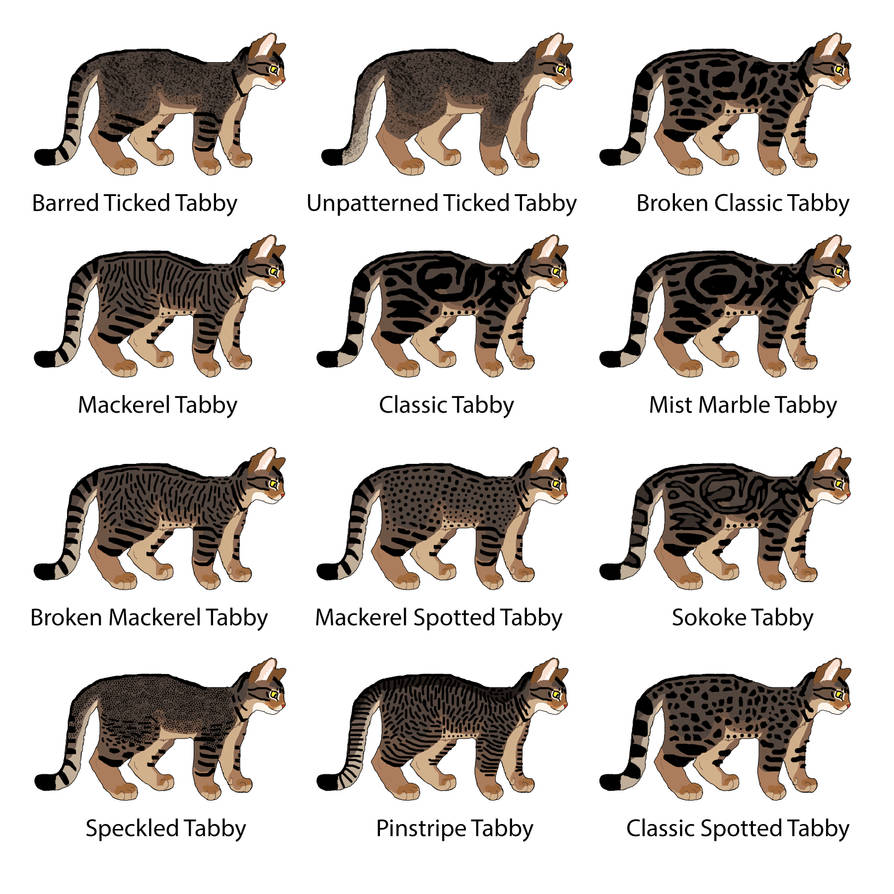 Same Gene Guides Cheetah and Tabby Cat Coat Patterns, Science