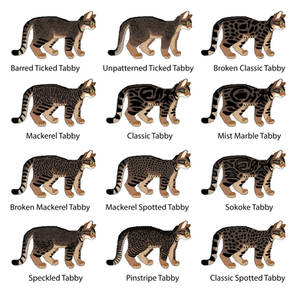 Non-Hybridized Tabby Patterns Chart - (Wild)cat