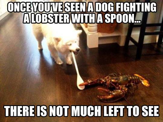 Dog/Lobster