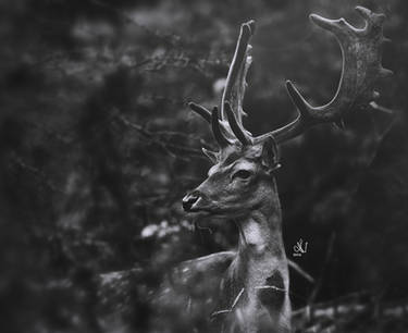 Enchanting deer