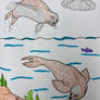 Seal- Coloring