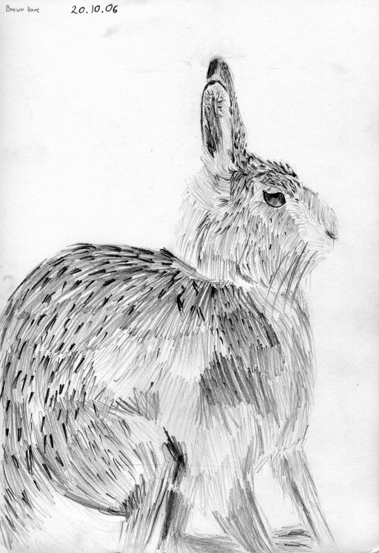 Brown Hare