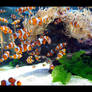 Clown Fish 2