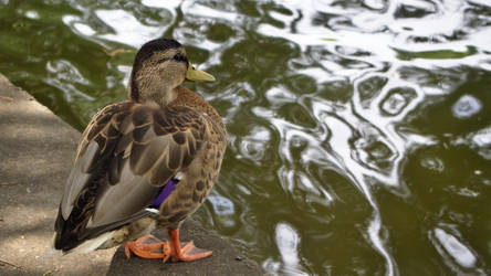 Duck near water