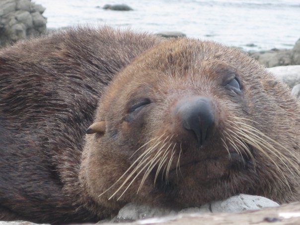 Kaikoura Seal Colony 2