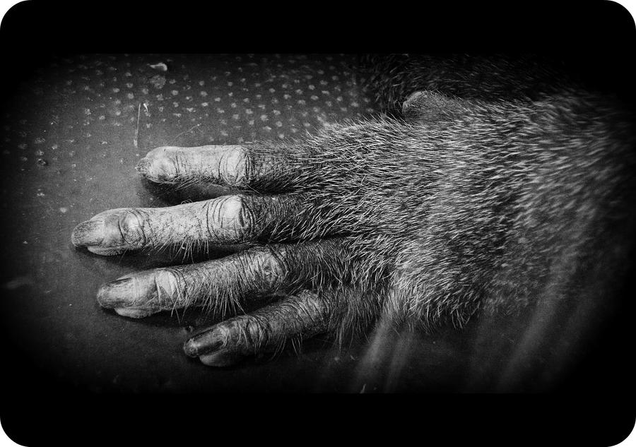 Close up of a monkeys hand. by MelanieWilliams on DeviantArt