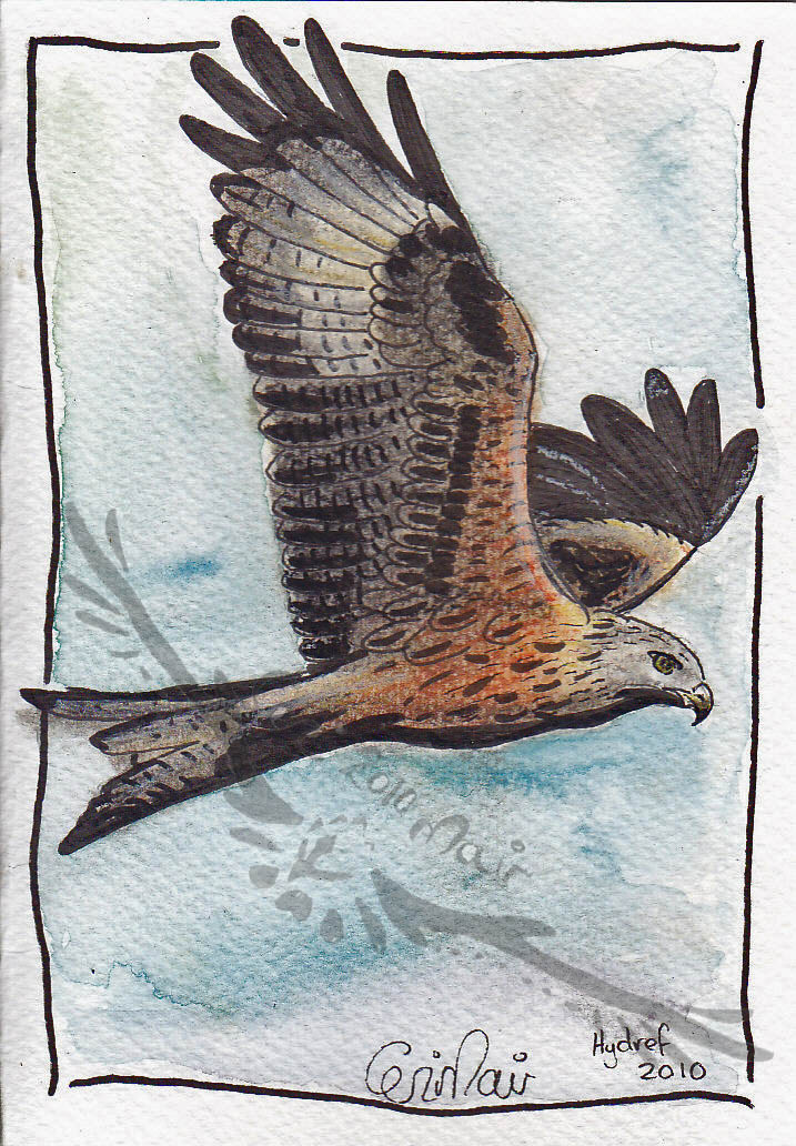 Red Kite