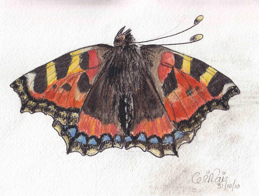 Tortoiseshell