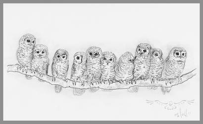 St Tiggywinkles Owlets