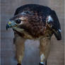 Red tailed Hawk 2