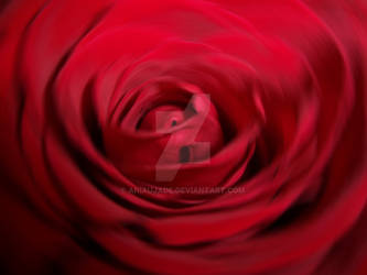 Macro Rose