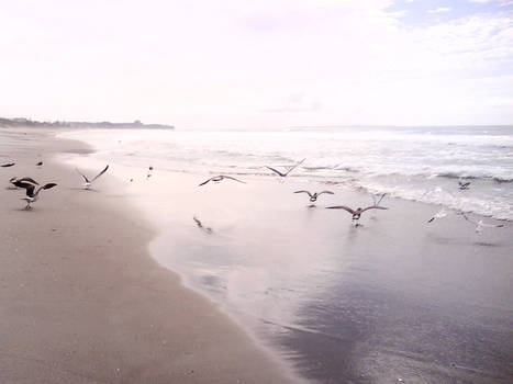 Chasing the birds on the beach