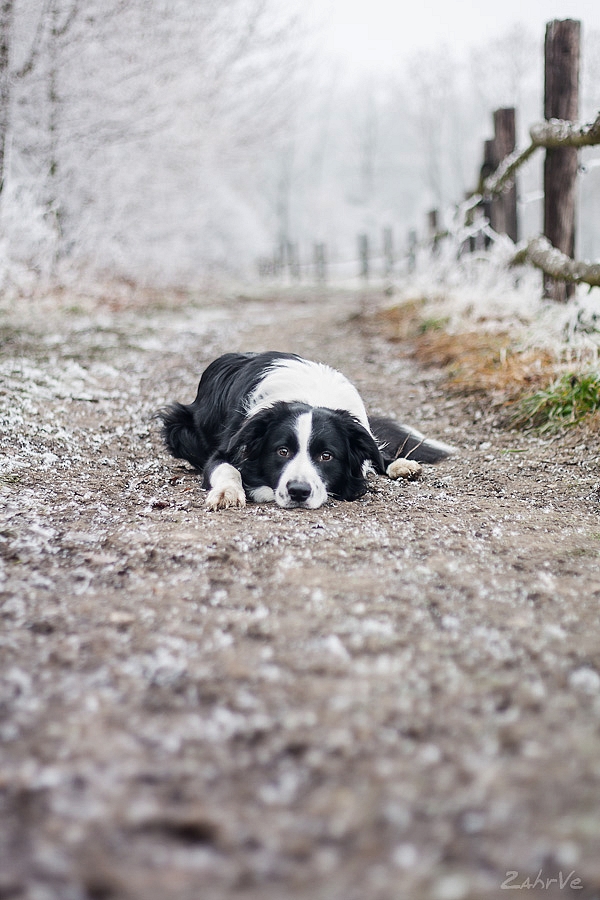 Border collie