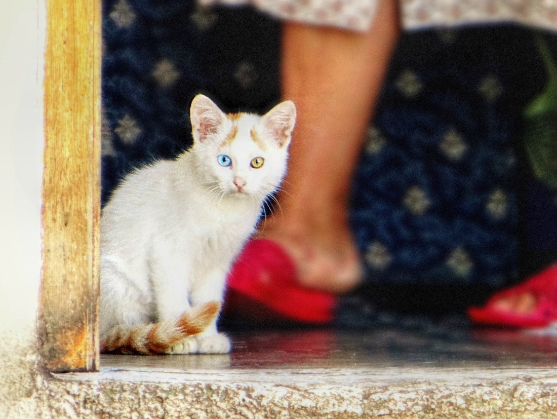 Odd eyed Kitty