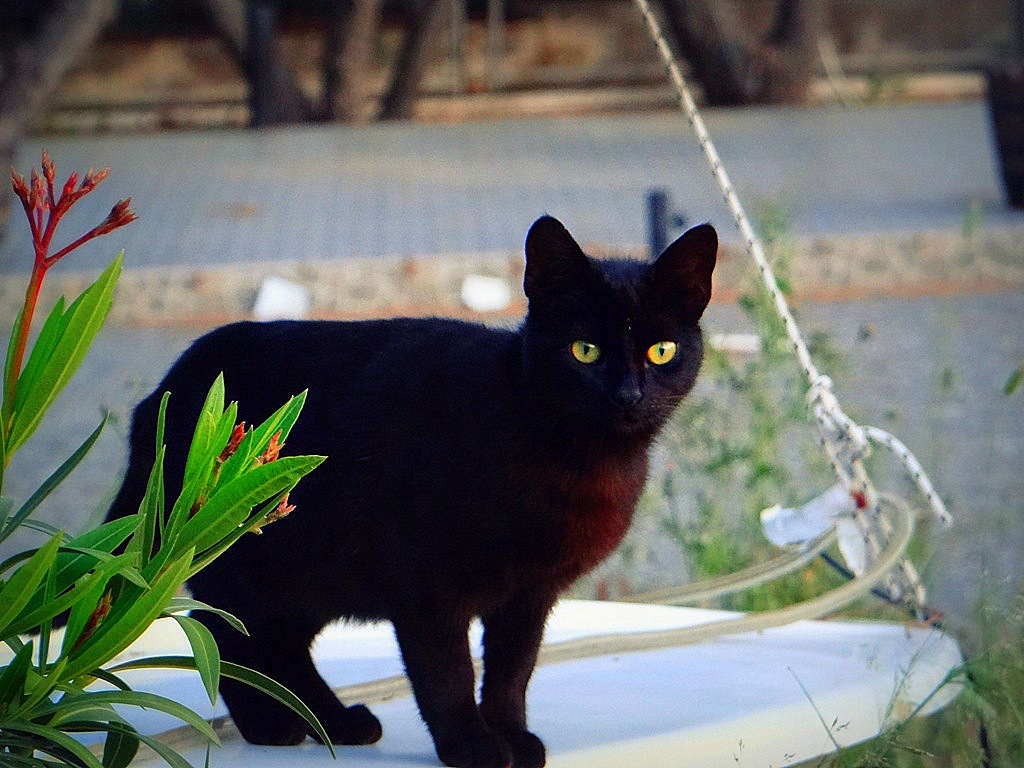 black cat