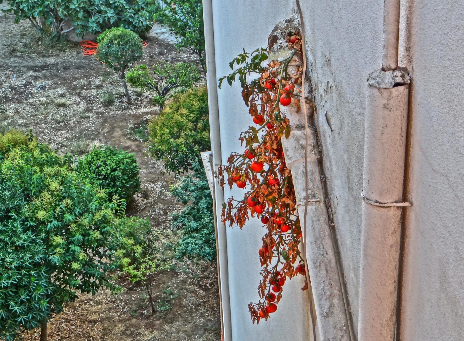 tomato plant