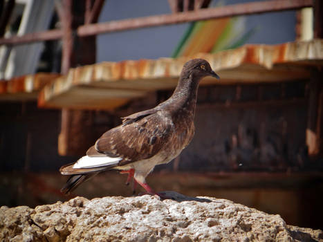 brown pigeon