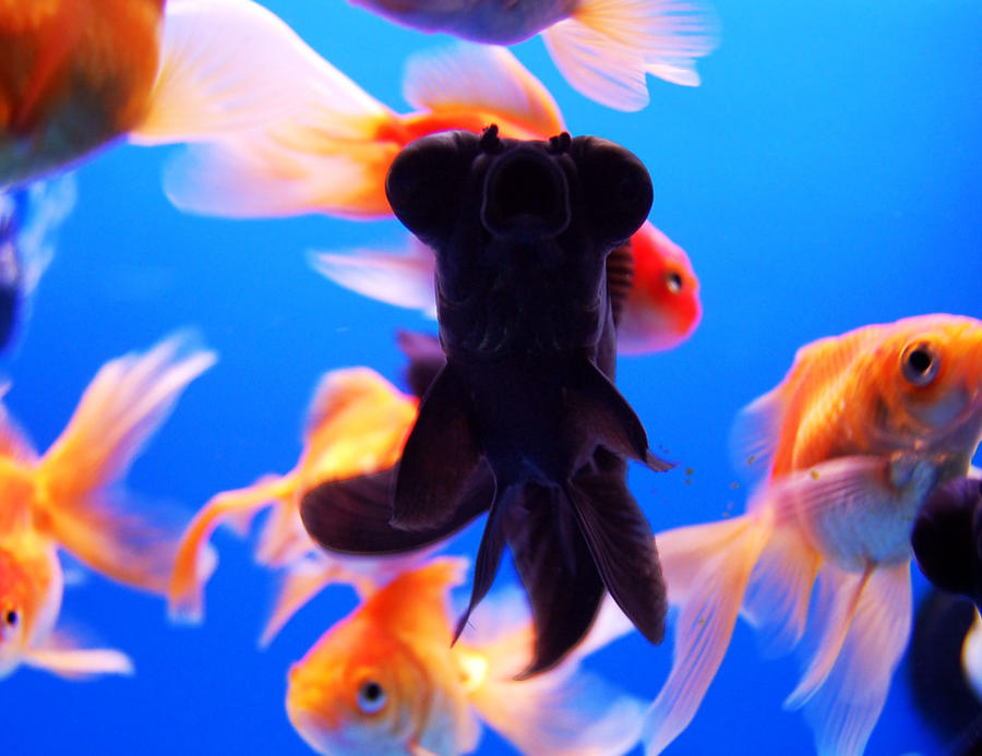 suction fish by piromire on DeviantArt