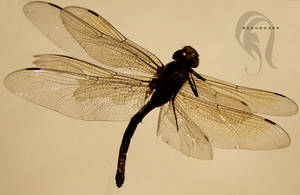 Photo - DragonFly - 1624