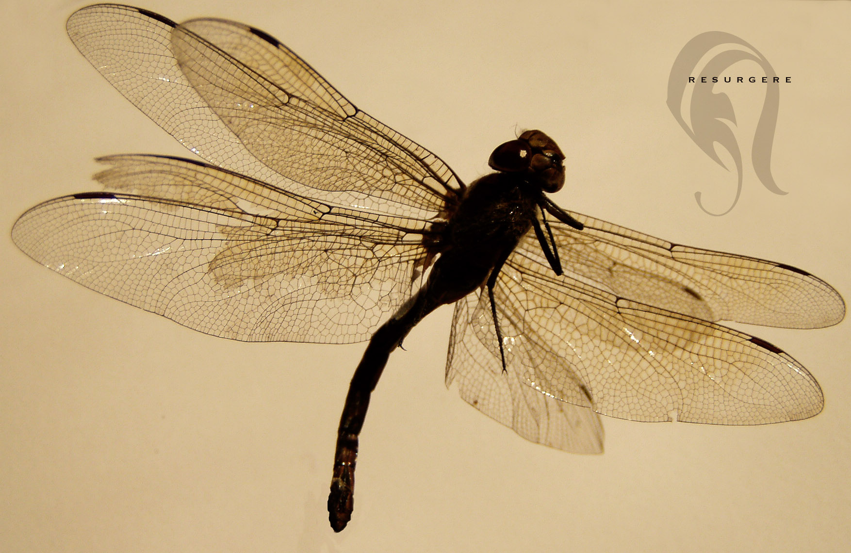 Photo - DragonFly - 1624