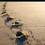 Photo - Sand - 1208