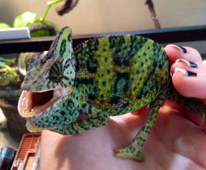 ANGRY CHAMELEON!!!