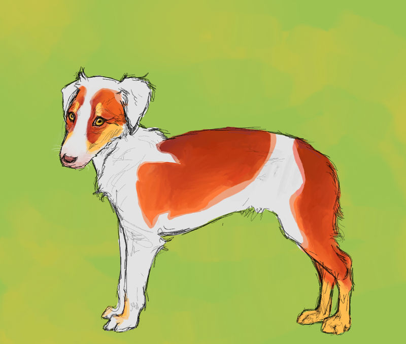Apricot