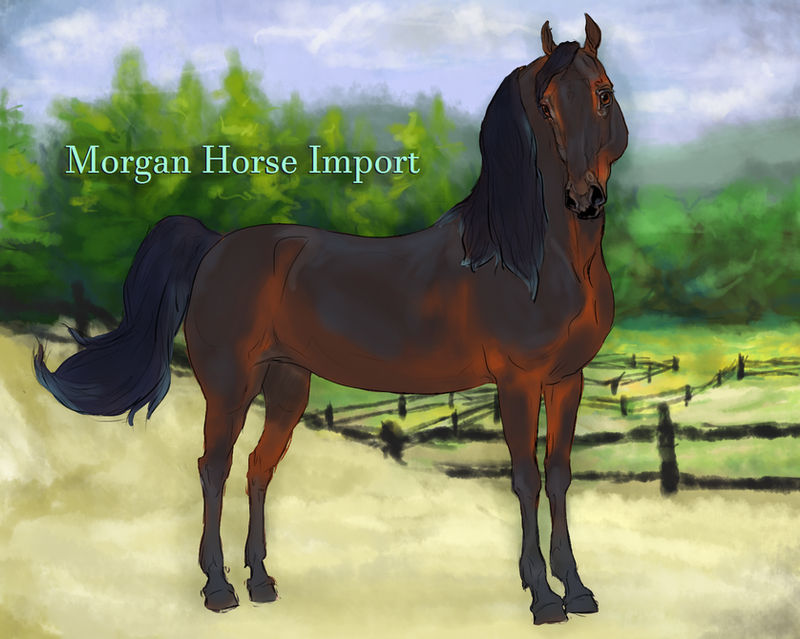 Lilac Tapestry - Morgan stallion import #3