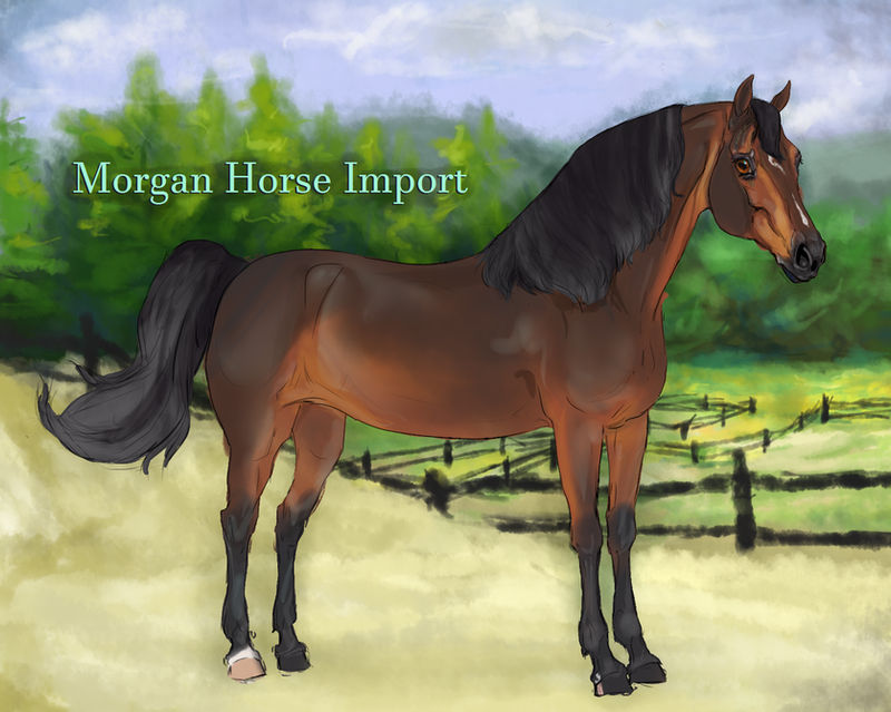 Dulce de Leche - Morgan mare import #2