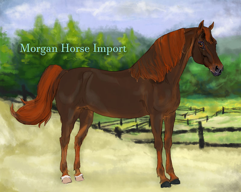 Melissas Honey - Morgan mare import #3