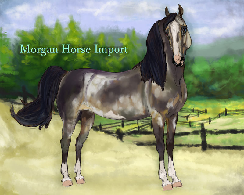Cristobal - Morgan Stallion import #4