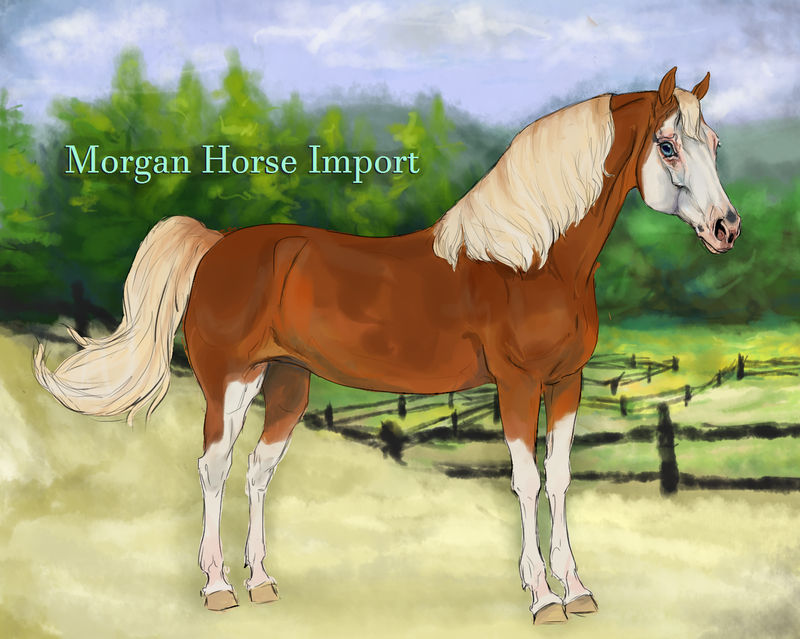 Bloody Enchanted - Morgan mare import #4