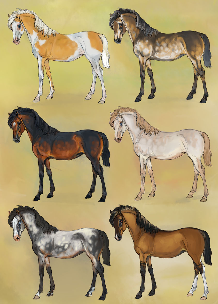 Bloodline morgan yearlings - Batch #2