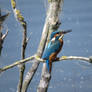 Common Kingfisher