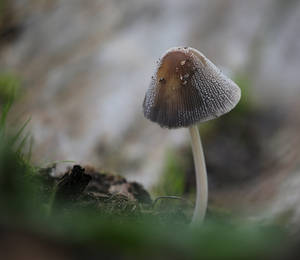 Mushroom by HammerPhotography