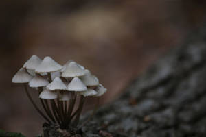 Mushroom